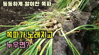 텃밭농사 쪽파씨수확시기 쪽파가 노랗고 누우면 쪽파씨를 말려 보관하셔야합니다.