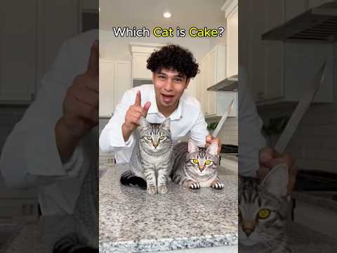 Can You Guess Which Cat Is Cake?