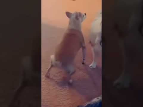 try not to laugh #viralshort #funnyvideo #shorts #twerking