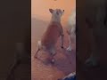 Try Not To Laugh Viralshort Funnyvideo Shorts Twerking
