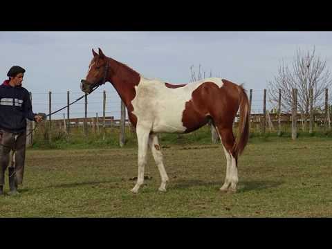 Lote BH CASTOR