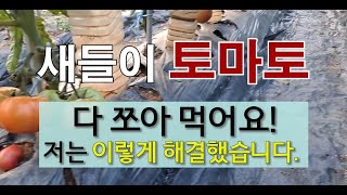 잘 익은 토마토 새들이 와서 다 쪼아 먹어요! 저는 이렇게 해결했습니다. #토마토 새들이 쪼아 먹는 것 예방…