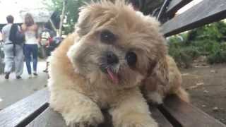 Marnie the Dog in Chinatown (feat. Destroyer &quot;Chinatown&quot;)