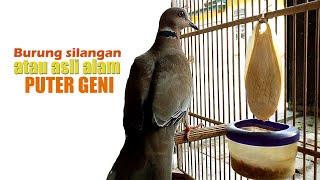 Download lagu PUTER GENI, BURUNG ASLI ALAM LIAR ATAU BURUNG SILANGAN ? mp3