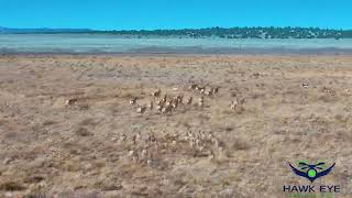 Pronghorn Antelope near Datil, New Mexico
