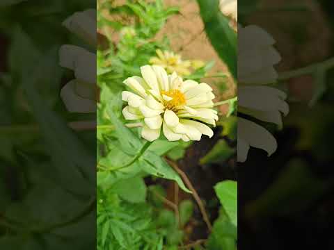 All colours in one shot💜💙🩵💛❤️💚🩷🤍🤎#love #nature #trending #flowers