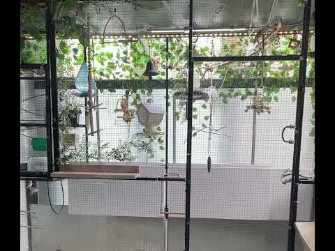 Goulds en volière intérieure