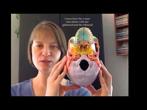 Tour of the Cranium: Part 7 Palatine Bones