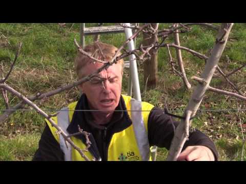 Long Cut Pruning Method for Apples