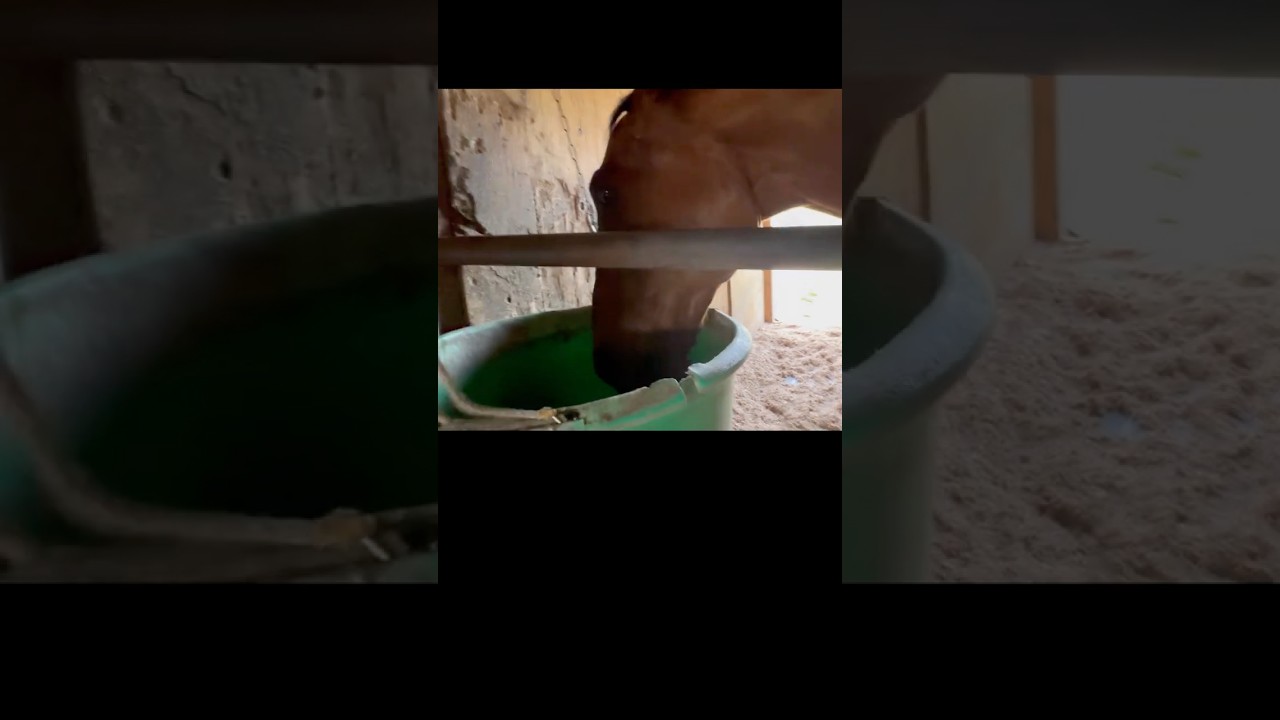 きた 4/4 #引退馬　#horse 　#なみあし会　#animals