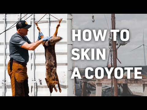 HOW TO SKIN A COYOTE
