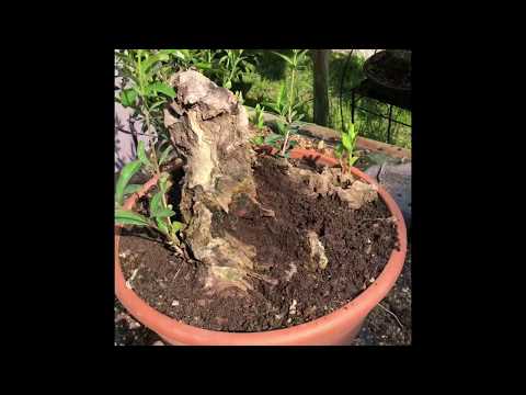 Olive Bonsai gestalten