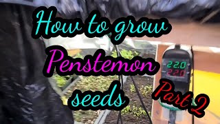 2021 How to grow penstemon from seed part 2 Guaranteed results every time