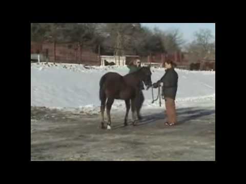 KSU Royal Cash Money.wmv