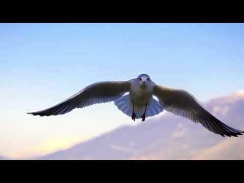 Opwekking 823 Hij laat ons niet vallen 1B