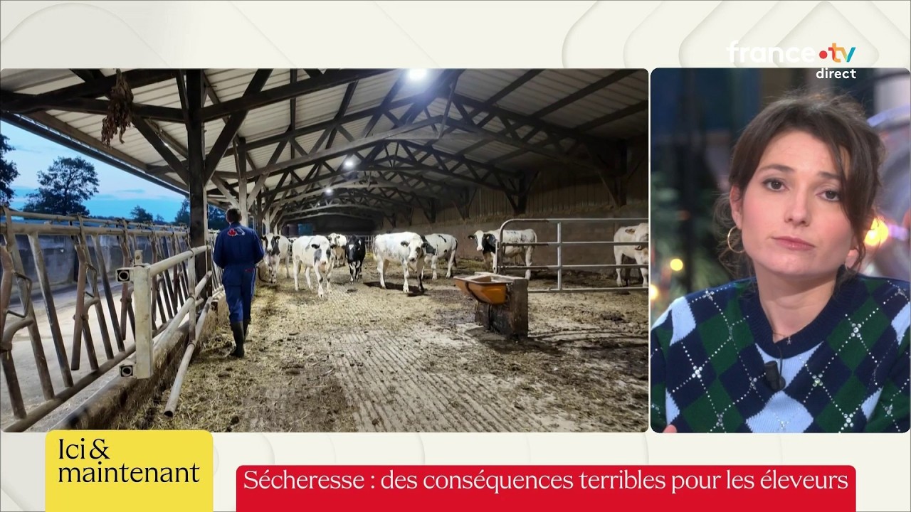 Sécheresse : des conséquences terribles pour les éleveurs