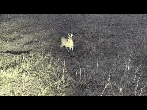 Djuma: Common Grey Duiker female - 18:23 - 09/16/18