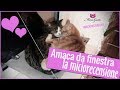 Cat Window Hammock My Review