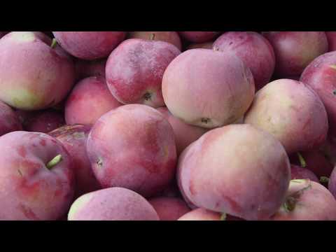 download lagu mp3 mp4 Where Can I Buy Mcintosh Apples, download lagu Where Can I Buy Mcintosh Apples gratis, unduh video klip Where Can I Buy Mcintosh Apples