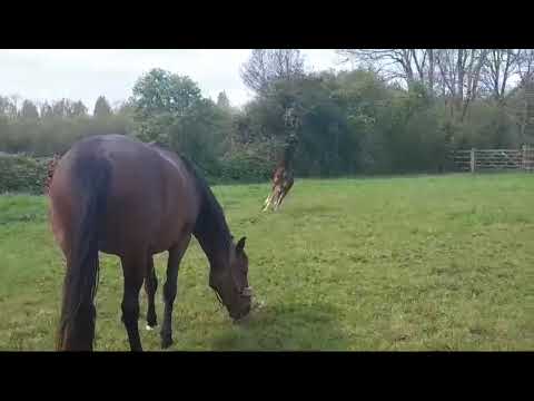 Hengst Com Darco von Cornet's Balou x Darco x Quidam de Revel (2024)