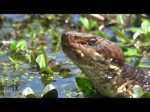 Large Water Moccasin!!