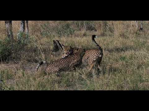 okawango delta  cheetah and baby impala
