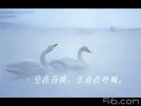 Swan's death