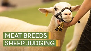 Meat Breeds Sheep Judging