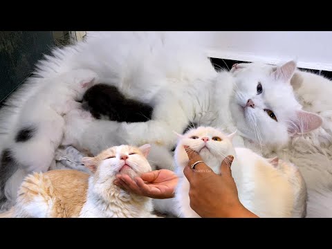 Chinchu🐈kku Enna Achu❓ Ippa Eppadi Iruka❗