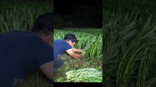 Download lagu HIJAUNYA KANGKUNG DARAT || sedia juga pupuk dan benihnya mp3