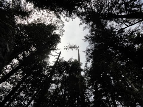 High Climber, Tree topping at 200ft