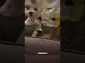 Hey! Hi! RxCKSTxR Comedy Voiceover!