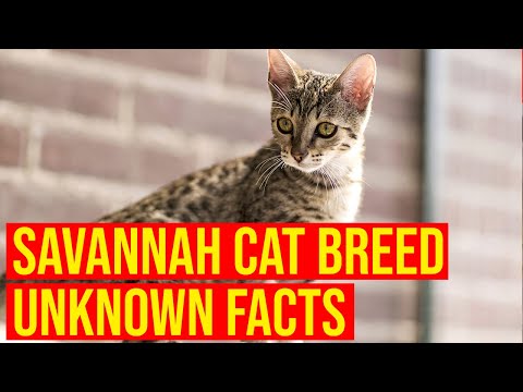 The Savannah Cat Breed  What You Need To Know Before Owning One/ All Cats