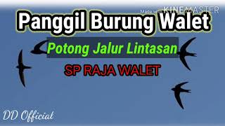 Download lagu JALUR LINTASAN WALET || SP RAJA SEDOT  #jalurlintasan #sprajasedot mp3