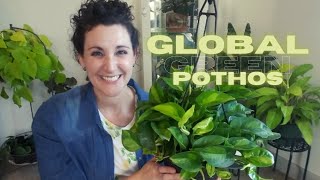 Global Green Pothos | Complete Care Guide