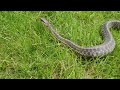 Garter Snake Found in the Backyard in Howell, NJ