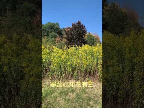九月黄花绽仙妆