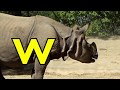 ALPHABET ANIMALS PHONICS ALPHABET SONG Part 41