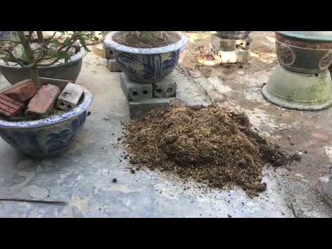 How to change soil (choose suitable substrate) for Northern apricot tree