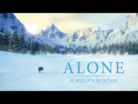 Alone a wolf's winter - Bande annonce SalamandreTV