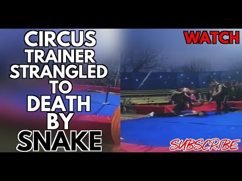 (WATCH) Circus Trainer Strangled To Death During Performance By Snake In Russia Video