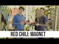 Red Chili Magnet Spotlight