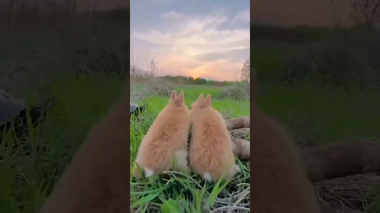 Pin by  on animals  Cute bunny pictures Cutest bunny ever Cute wild animals #aesthetic #trending