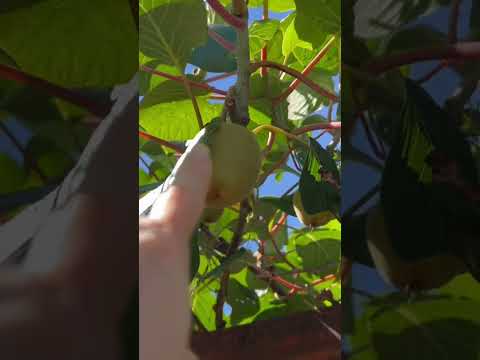 果樹を遅霜から守るにはどうすればよいですか？魔法のヒントとコツ！  庭園