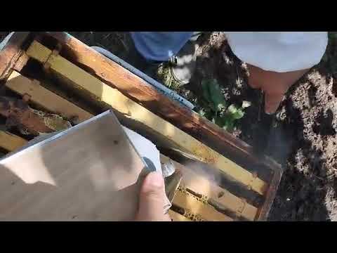 Si nxirret mjalti nga kosherja