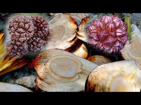 Asian Street Food | Khmer Food, Nipa palm, Nypa Fruticans # 2