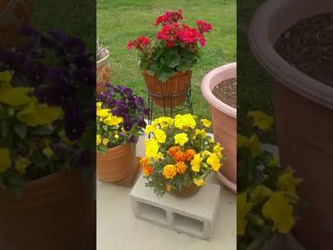 Artie, and the Great Kitties