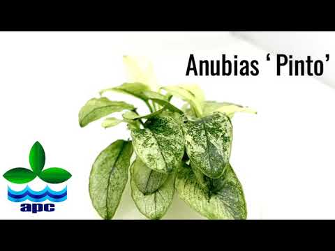 Anubias ‘Pinto’ - PLANT PROFILE