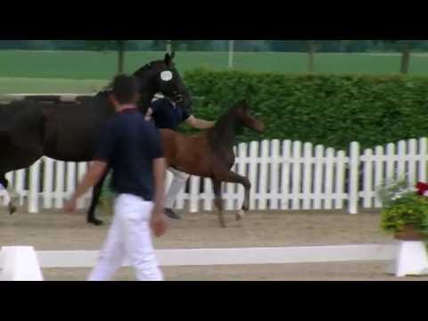 Hf v Vivaldi x Christ 2016