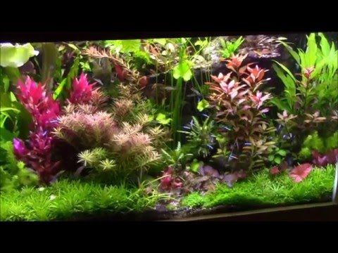 pourquoi il y a de la mousse dans mon aquarium